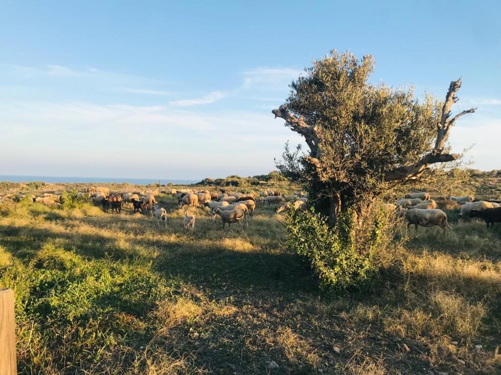 Bungalows & Estudios Los Escullos Almeria Ngoại thất bức ảnh